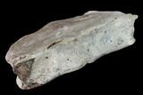 Fossil Whale Cervical Vertebra - Yorktown Formation #137602-3